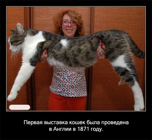 Забавные факты про кошек (56 картинок)