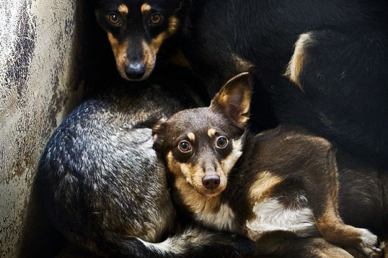 Собачий приют под Киевом (9 Фото)