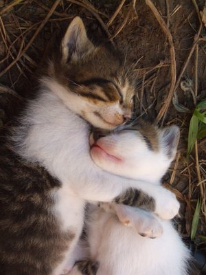 Влюбленные коты (31 Фото)