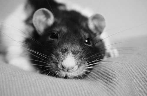Прикольные крысы (48 Фото)