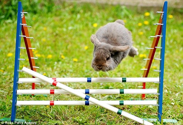 Соревнования кроликов (5 Фото)