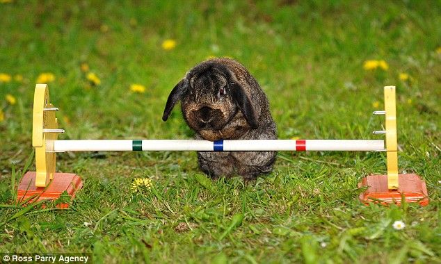 Соревнования кроликов (5 Фото)