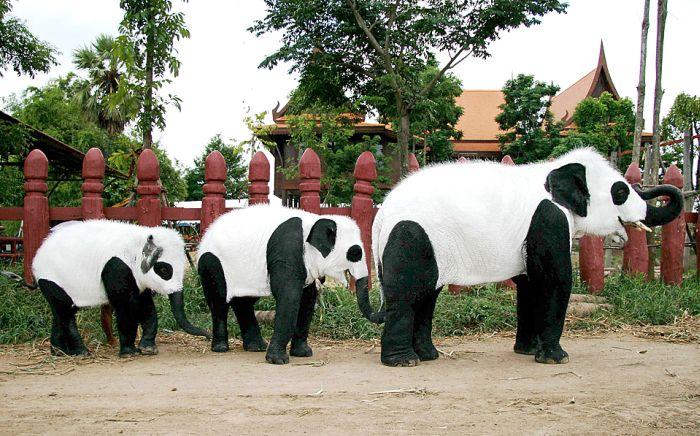 Слоны превратились в панд в знак протеста (11 фото)