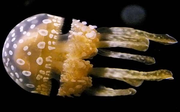 Медузы (15 Фото)