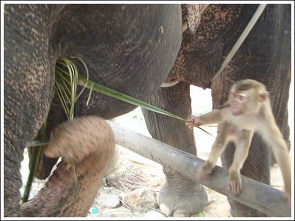 Обезьяна кормит слона (7 фото)
