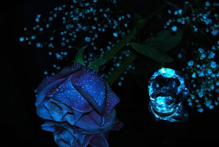 Голубые розы (24 фото)