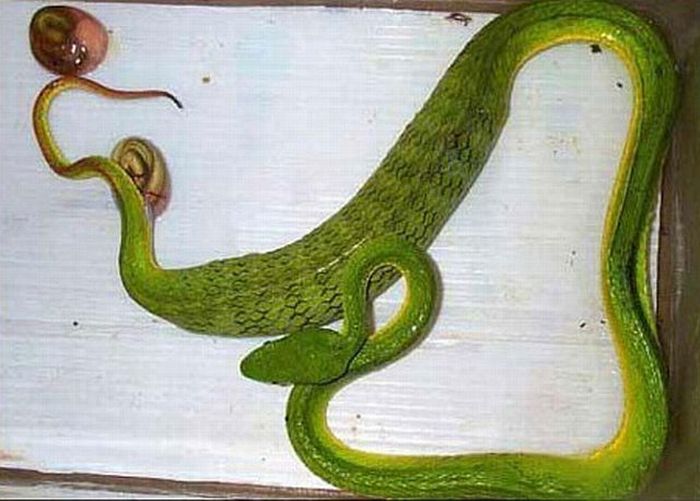 Как рожают змеи (4 фото)