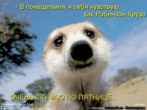http://trinixy.ru/pics4/20090914/ponedelnik_02.jpg