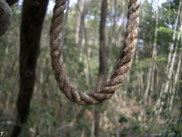 Жесть дня. Аокигахара - лес самоубийств в Японии (19 фото)