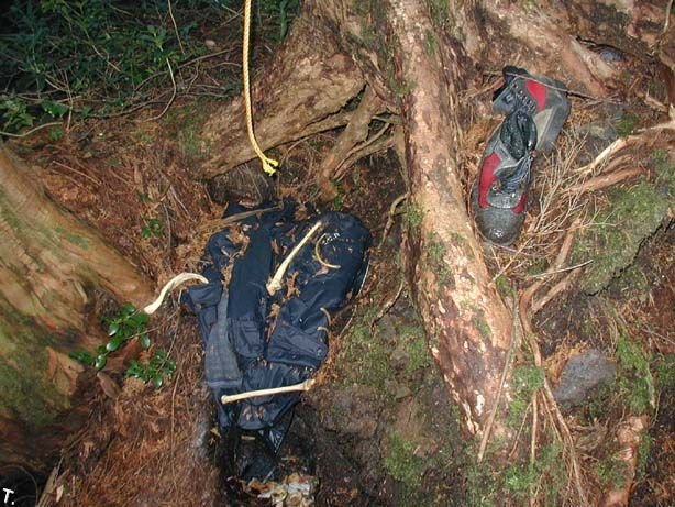 Аокигахара - лес самоубийств в Японии