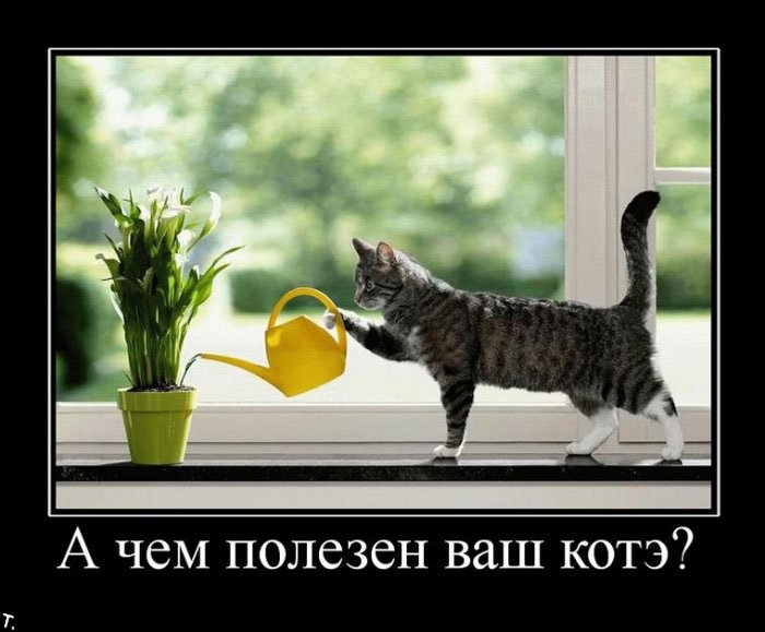http://trinixy.ru/pics4/20091030/demotivatrori_12.jpg