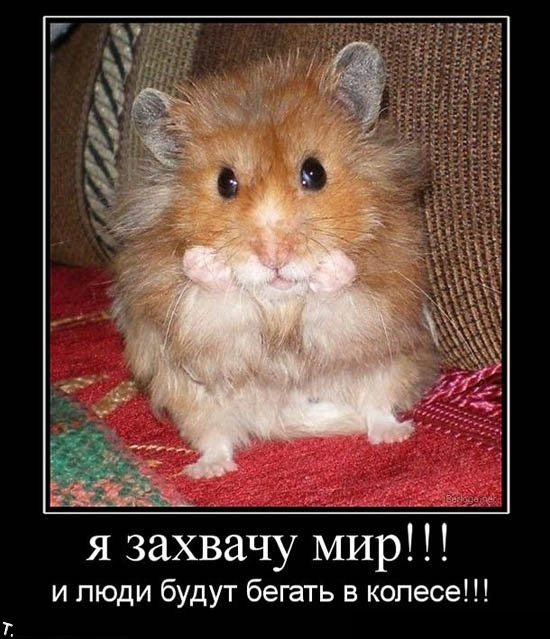 http://trinixy.ru/pics4/20091030/demotivatrori_145.jpg