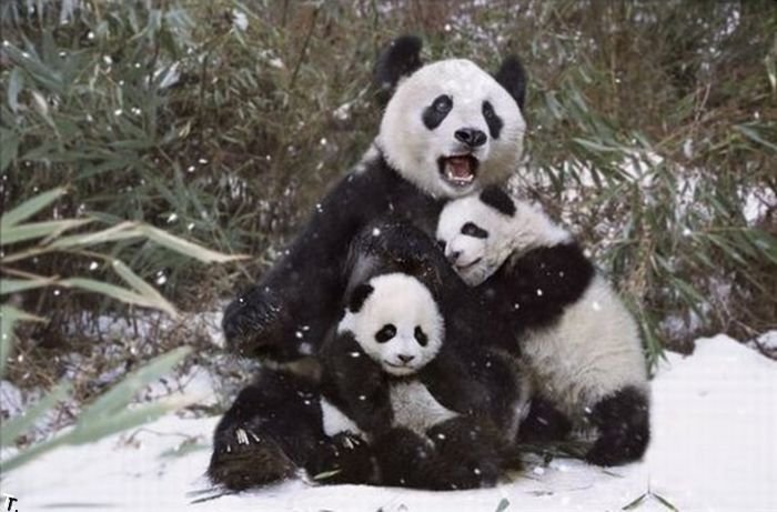 cute_panda_family_enjoys_the_first_snow_08.jpg