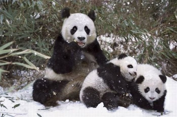 cute_panda_family_enjoys_the_first_snow_09.jpg