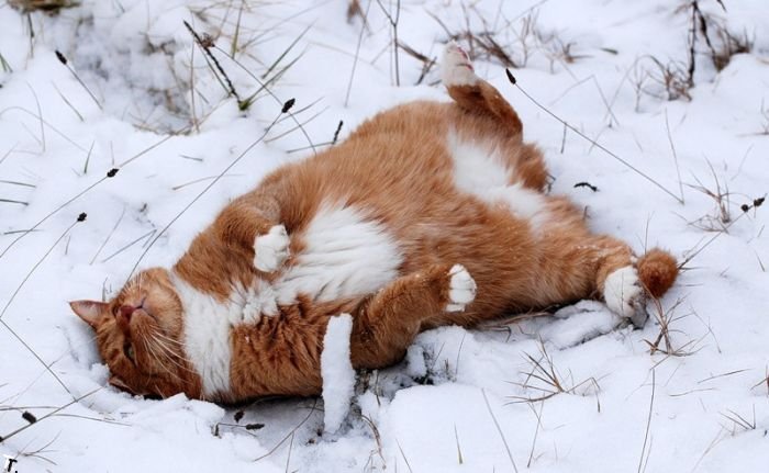 Снежные коты (21 фото)