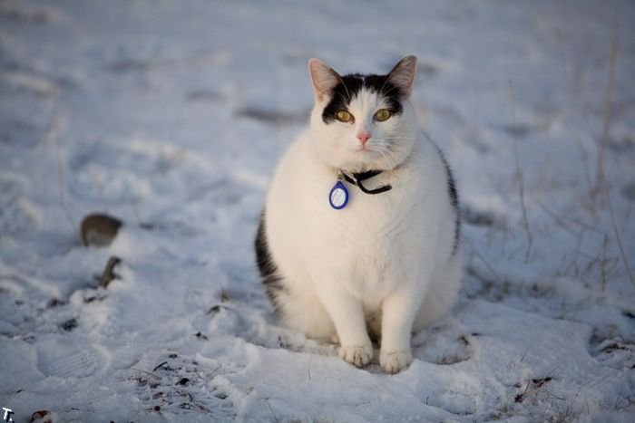 snow_cats_05.jpg