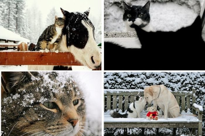 snow_cats_09.jpg
