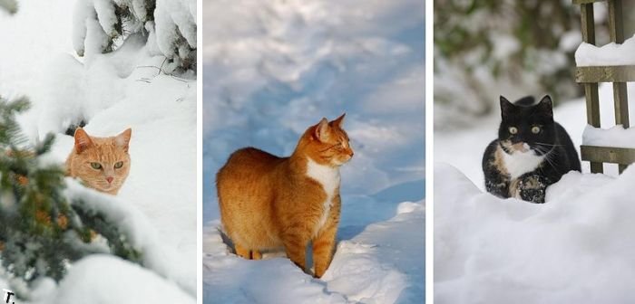 snow_cats_14.jpg