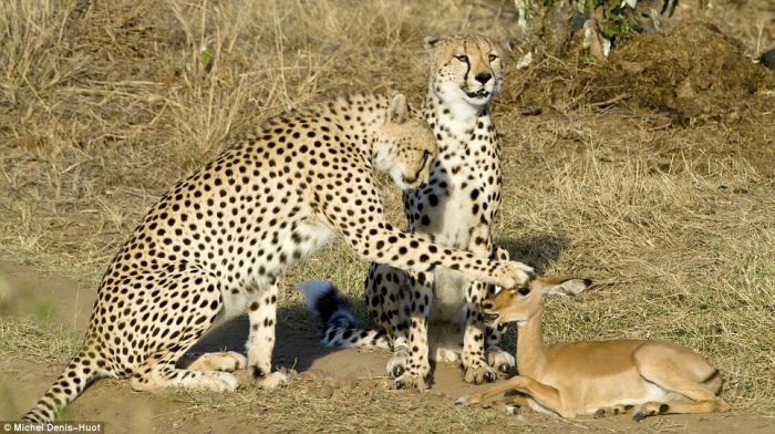Гепарды и антилопа (4 фото)