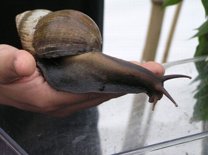 Amazing Giant Snail