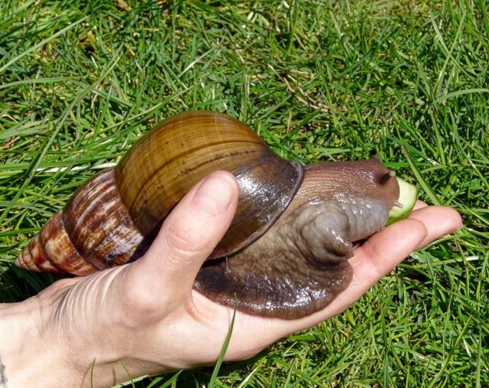 Amazing Giant Snail