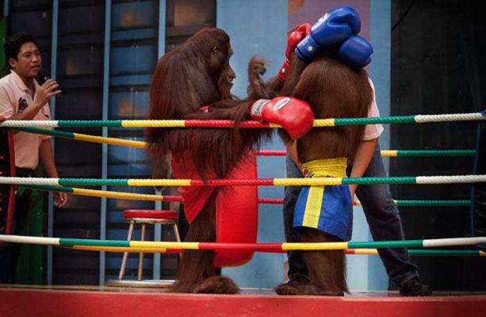 Боксерские бои орангутангов (14 фото)