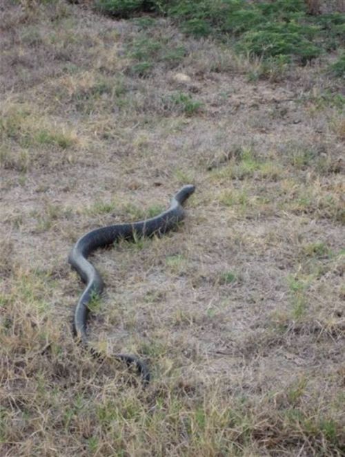 Змея съела другую змею (7 фото)