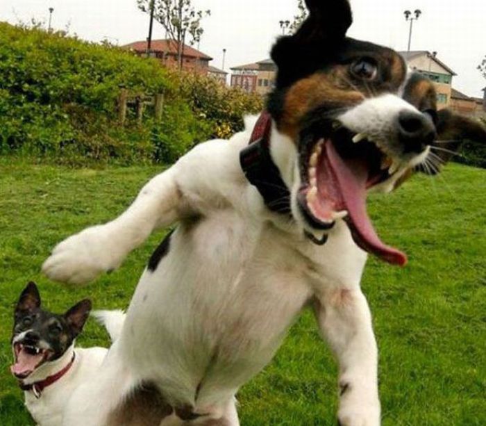 http://trinixy.ru/pics4/20100511/most_hilarious_animal_emotions_24.jpg