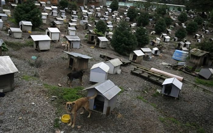 Трущобы для собак в Бразилии (7 фото)