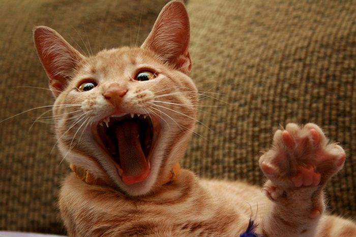 Зевающие котята (20 фото)