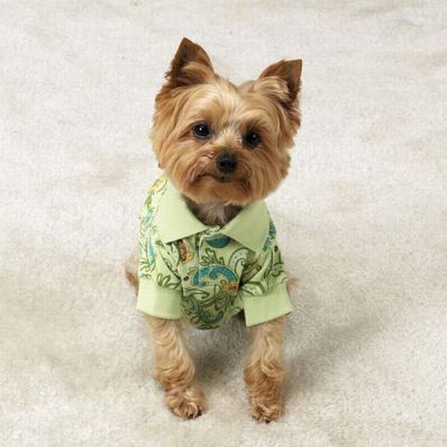 Смешные собаки в гавайских рубашках (23 фото)