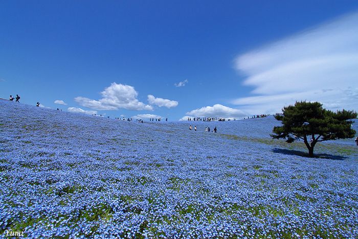 Красивый японский парк Hitachi Kaihin Park (16 фото)