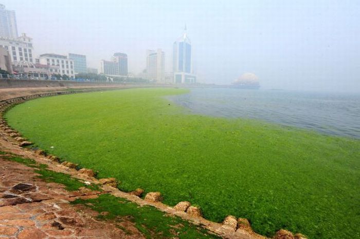 seaweeds_invade_the_shores_of_china_14.jpg