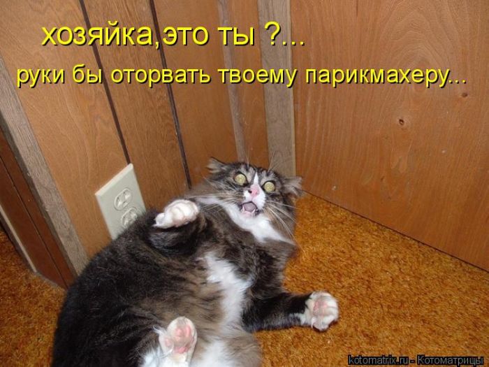 http://trinixy.ru/pics4/20100730/kotomatrix_03.jpg