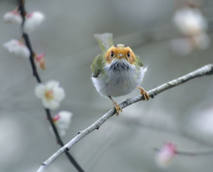 Очень классные фотографии птиц (41 фото)