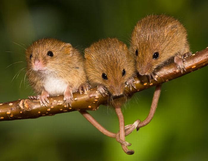 Жизнь  полевых мышей (17 фото)