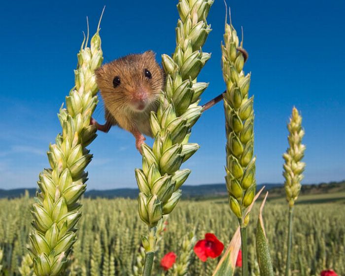 Жизнь  полевых мышей (17 фото)
