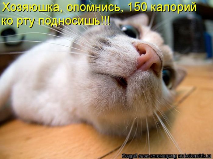 Лучшие котоматрицы недели (50 фото)