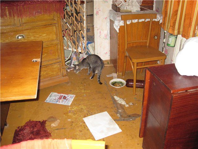 Коты в опечатанной квартире (21 фото)