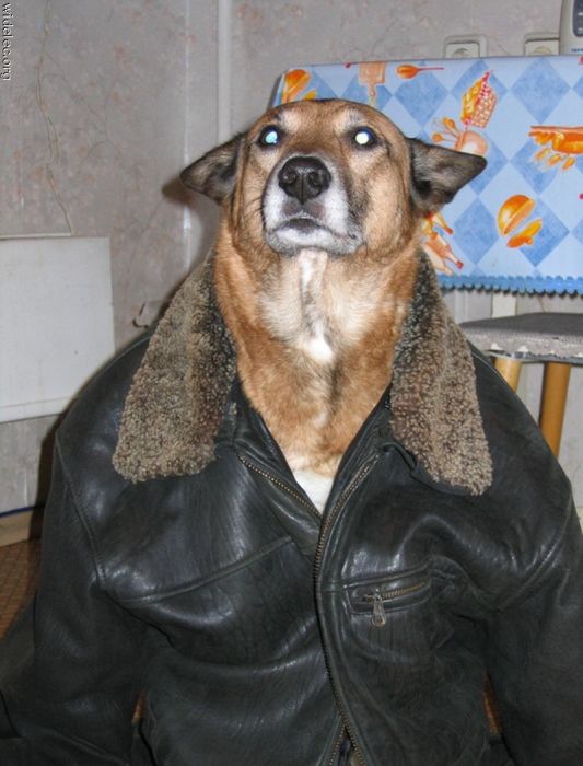 http://trinixy.ru/pics4/20101130/funny_dogs_01.jpg