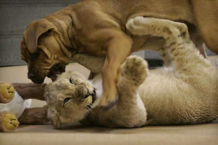 Львенок борется со щенком (11 фото)