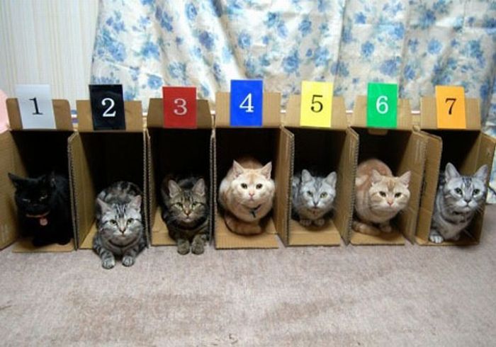 Как правильно разложить котов по полочкам (15 фото)