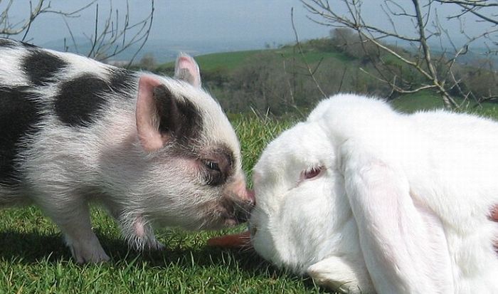 Позитив
дня. Мини-свинка и кролик (4 фото)