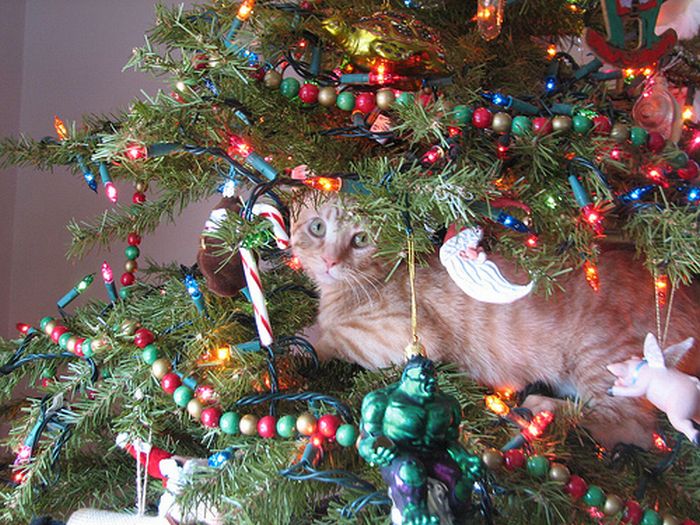 Коты в
новогодних елках (20 фото)
