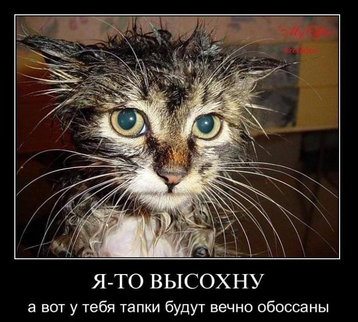 http://trinixy.ru/pics4/20110106/demotivatory_35.jpg