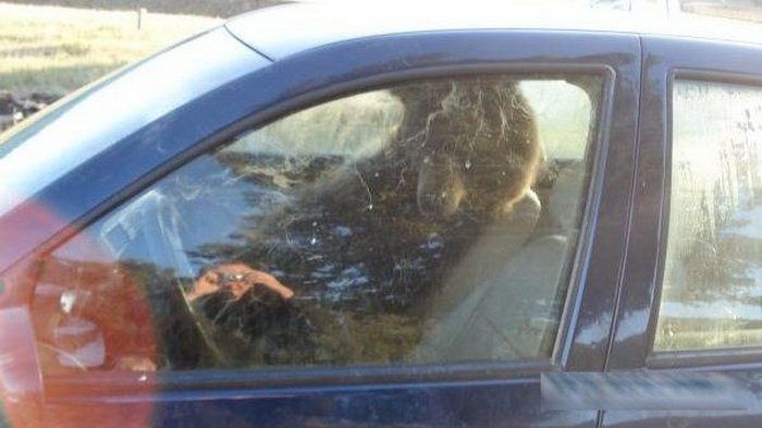 Медведь устроился в машине (3 фото)