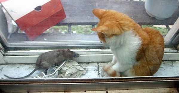 Кот и мышка (6 фото)
