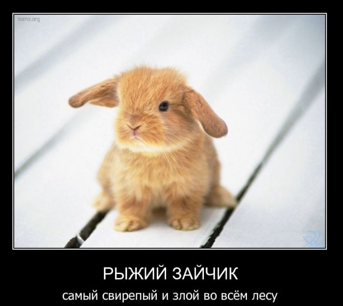 http://trinixy.ru/pics4/20110301/demotivatory_01.jpg