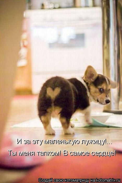 http://trinixy.ru/pics4/20110304/kotomatrix_17.jpg
