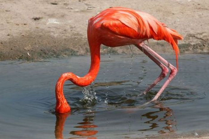 Фламинго упал (2 фото)